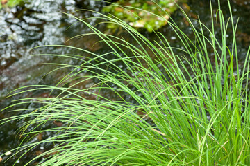 Green rushes by a river