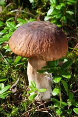 Wildlife of Europe - edible mushroom Penny Bun (King bolete) growing in forest