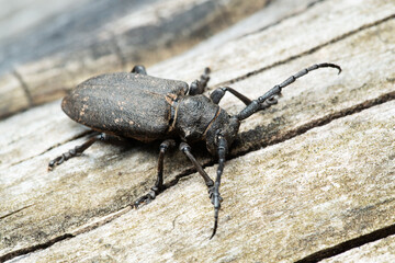 Long-horned weaver beetle