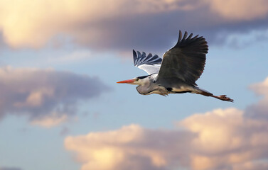 Stunning grey heron or great heron (Ardea cinerea) in flight with its wings wide open. Flying bird with cloudy background during sunset. Taken in Valladolid, Spain.