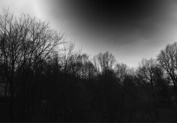 Black & white dark spring forest landscape