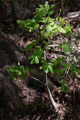 Green plant growing in the mountains. 