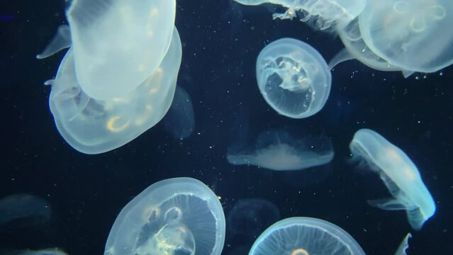 jelly fish in aquarium