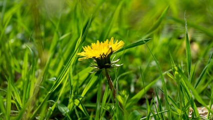 Common Dandelion (Taraxum Officinalis)