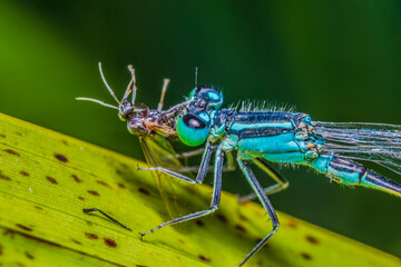 dragonfly 101