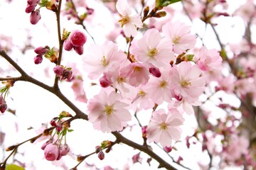 Fototapeta na wymiar Sakura tree