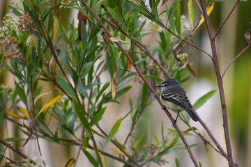 white-crested tyrannulet (Serpophaga subcristata) perching in a bush