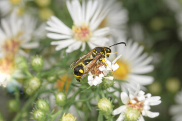 wasp Eumenes pomiformis eating pollen from an eternal flower