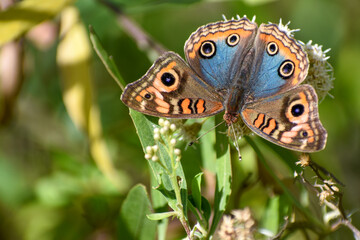 Junonia genoveva, the mangrove buckeye, subspecies Junonia genoveva hilaris
