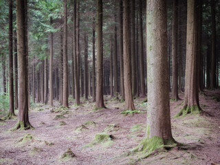 pine woodland in cornwall England uk