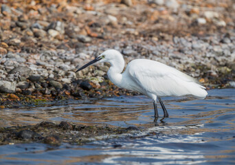 Little Egret (Egretta garzetta)