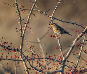 Redwing (Turdus iliacus) Eating Berries at Dusk
