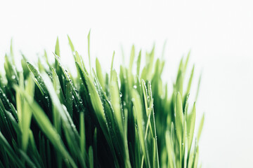 Fototapeta na wymiar Green grass on white background, young shoots of oats