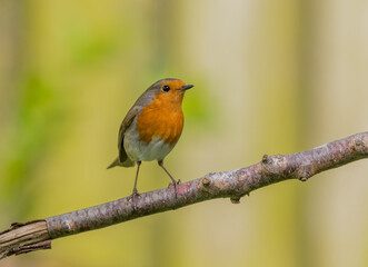 European robin (Erithacus rubecula) Perched on a Branch