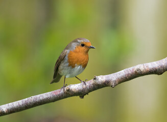 European robin (Erithacus rubecula) Perched on a Branch