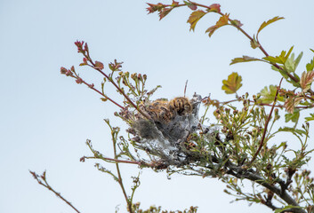 Brown-tail Moth Caterpillar Nest (Euproctis chrysorrhoea)