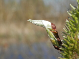 Frühling in Nordhausen