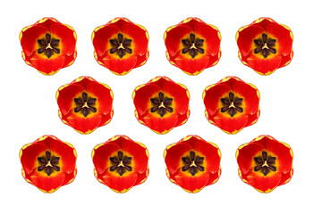 isolated orange tulips arranged symmetrically with white background. 