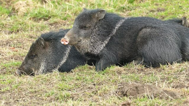 Boars are resting on the grass