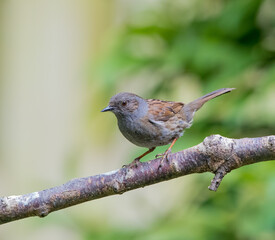 Dunnock (Prunella modularis) on a Branch