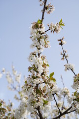 blossoming cherry tree