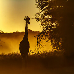 Giraffe front view at sunset in Kgalagadi transfrontier park, South Africa   Specie Giraffa camelopardalis family of Giraffidae © PACO COMO