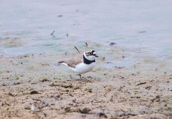 Little Ringed Plover  (Charadrius dubius) 