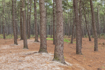 Fototapeta premium Pine forest next to the dunes in Landes