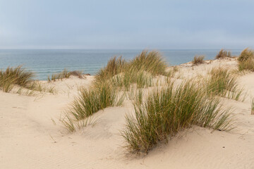 Vegetation in the dunes of Landes