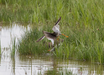 Redshank (Tringa totanus) Fighting