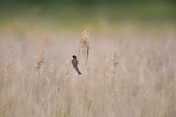 Obraz premium Reed Bunting (Emberiza schoeniclus) Singing in a Reed Bed