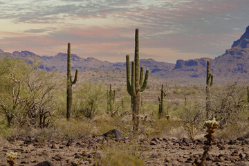 saguaro cactus in the Arizona desert landscape