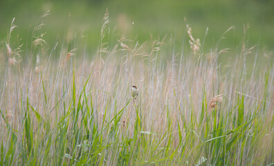 Common Reed Warbler (Acrocephalus scirpaceus)
