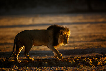African lion male at waterhole at dawn in Kgalagadi transfrontier park, South Africa; Specie panthera leo family of felidae