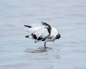  Pied Avocet (Recurvirostra avosetta) Preening