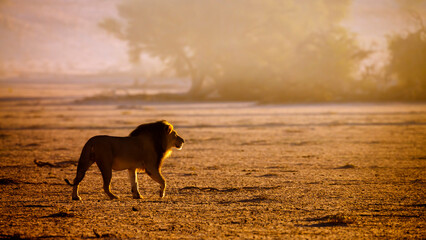 Majestic African lion male walking and roaring at dawn 'Ã§in Kgalagadi transfrontier park, South...