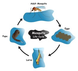 Mosquito Life Cycle Infographic Diagram showing different phases and development stages including eggs larva pupa and adult mosquito for biology science education vector - obrazy, fototapety, plakaty