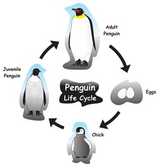 Penguin Life Cycle Infographic Diagram showing different phases and development stages including eggs chick juvenile and adult penguin for biology science education vector
