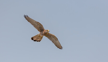 Kestrel female in flight