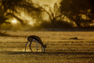Springbok grazing at dawn in Kgalagari transfrontier park, South Africa ; specie Antidorcas marsupialis family of Bovidae