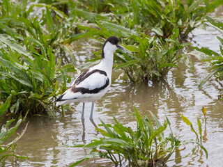  Pied Avocet (Recurvirostra avosetta)