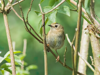 Goldcrest (Regulus regulus)