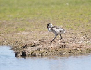 Juvenile Shelduck (Tadorna tadorna)