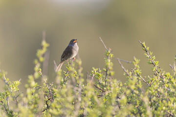 Dunnock Prunella modularis male singing in the morning light