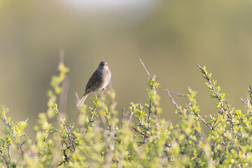 Dunnock Prunella modularis male singing in the morning light