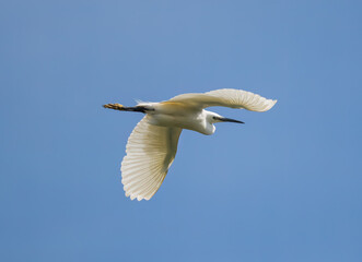 Little Egret (Egretta garzetta) in Flight