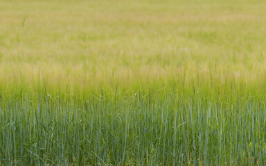 Green Wheat Field