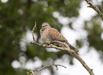 A European Turtle Dove (Streptopelia turtur) sitting on a branch.