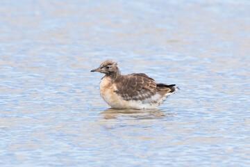 Juvenile Black-Headed Gull (Chroicocephalus ridibundus) 