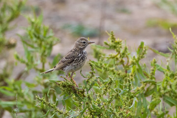 Meadow Pipit (Anthus pratensis) Perched in a Bush